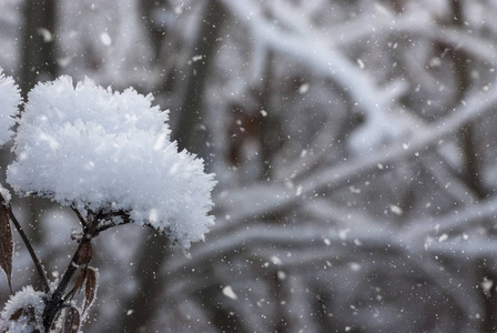 霜雪中娇艳的花朵。温和的霜冻自然冬季背景。美丽的冬日早晨。闭合