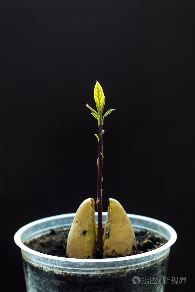 二月从种子里发芽出鳄梨