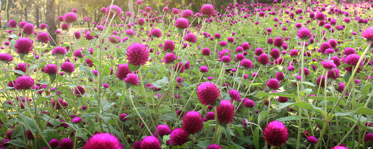 Pretty manicured flower garden with colorful 