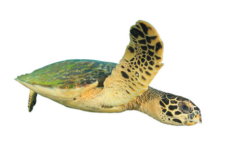 自由 自然 水下 环境 海洋 乌龟 爬行动物 生态学 肖像