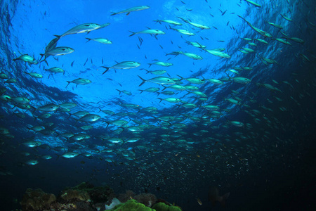 风景 水下 自然 底部 环境 海洋 生活 自由 学校 生态学