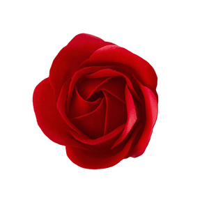 白色背景上孤立的红玫瑰花。