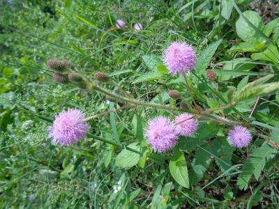 豆科 环境 开花 盛开 生长 紫色 公园 美丽的 花的 杂草