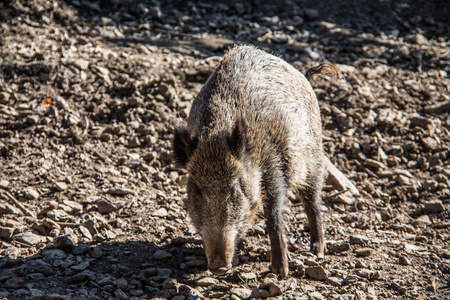 泥泞中的家猪图片