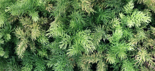 蕨类背景，森林中蕨类植物的绿色灌木