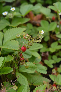 野草莓