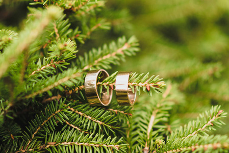 云杉上的结婚订婚戒指图片