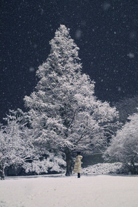 木材 圣诞节 云杉 场景 冷杉 季节 降雪 天空 风景 自然