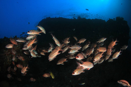 自然 五颜六色 水下 海洋 游泳 环境 生态学 季节 自由