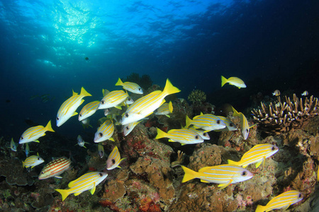风景 海洋 五颜六色 环境 水下 暗礁 底部 自由 生态学