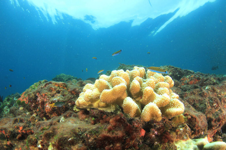 暗礁 旅行 生活 珊瑚 底部 环境 自由 海洋 季节 生态学