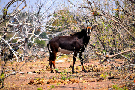乔贝国家公园里的一只黑貂羚羊