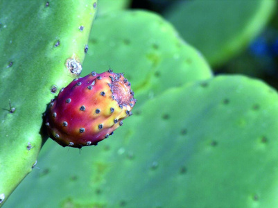 生长 沙漠 夏天 纹理 自然 仙人掌 花的 植物区系 撒丁岛