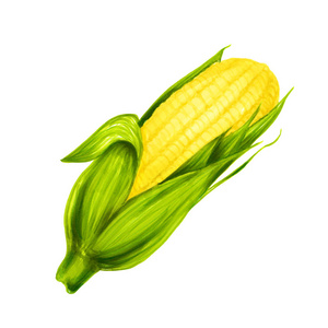 白色背景下孤立的玉米的写实水彩画插图。有机食品图标。健康素食。
