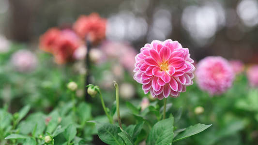 花园里绿色背景上粉红色花朵的特写镜头