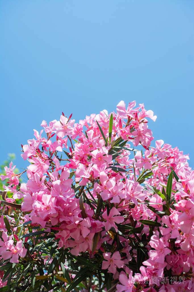 夹竹桃树开粉红色的花浪漫美丽的p