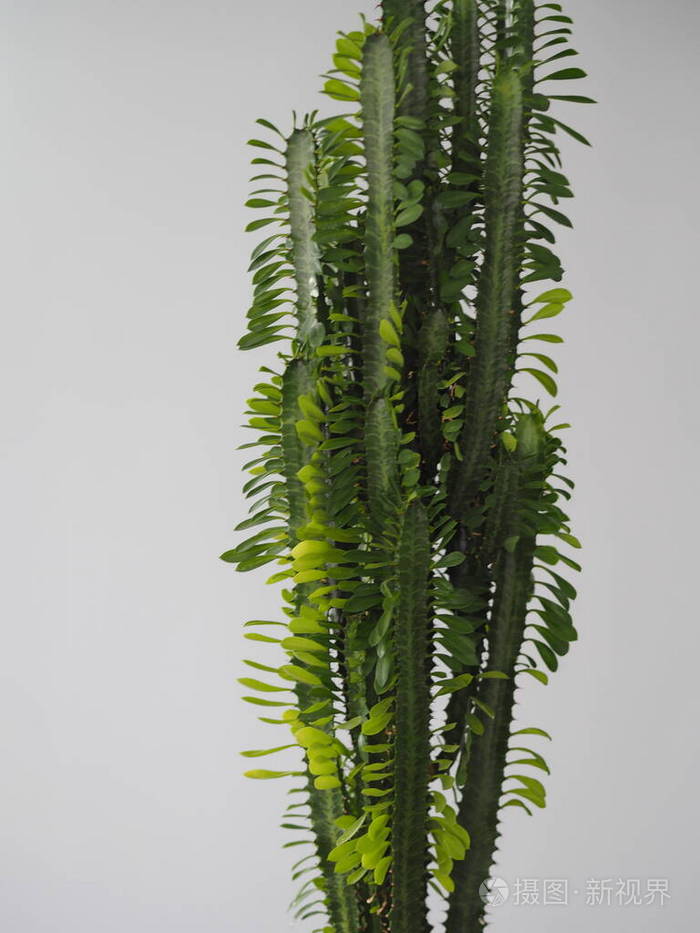 俗称大戟三角刺利与弊仙人掌喷雾剂热带花它在家里生长