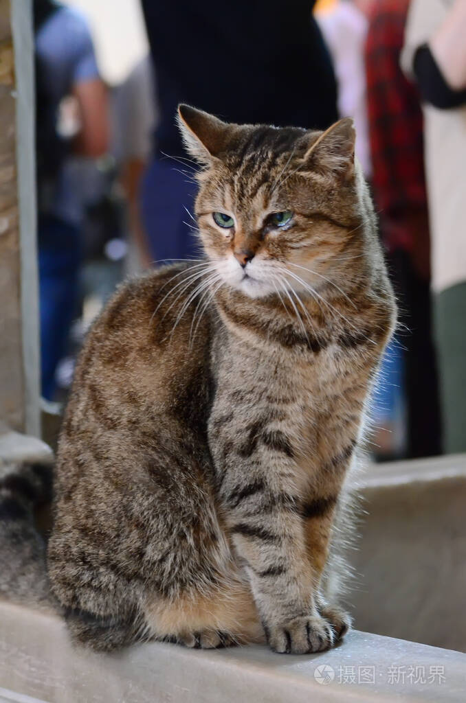 猫咪格利伊斯坦布尔索非亚大教堂的著名居民