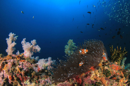底部 外部 暗礁 游泳 生态学 季节 五颜六色 水下 自然