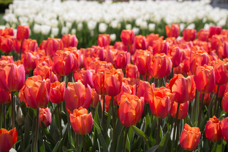 Tulips Blooming in Spring 