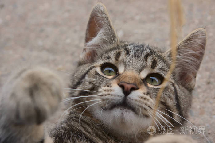 特写镜头 可爱的 肖像 小猫 野猫 复制空间 甜的 动物