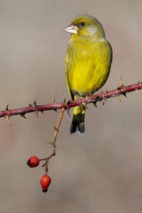 欧洲雄性金翅雀chloris chloris，坐在树枝上，背景模糊。