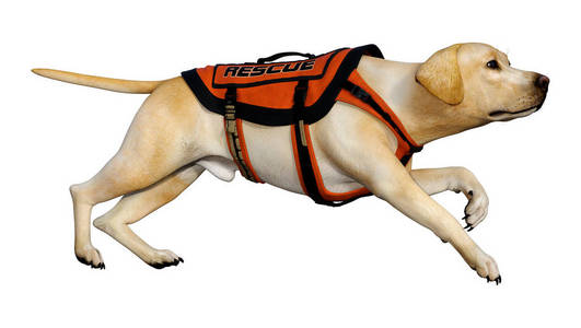 狗拉布拉多犬导盲犬帮助盲人导盲犬帮助盲人导盲犬帮助盲人导盲犬帮助