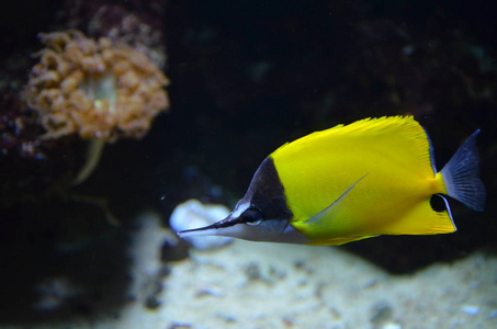 生活 摄影 自然 动物 珊瑚 水族馆 暗礁 野生动物 水下