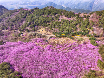 长阳花王山金达拉杜鹃花开鸟瞰图