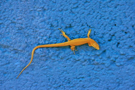 黄色壁虎爬在蓝色乡村的墙上,背景.复制空间照片
