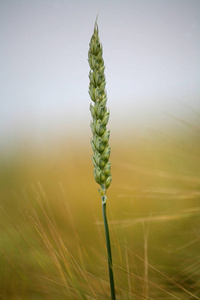 小麦 乡村 谷类食品 农业 耳朵 刀片 植物区系 领域 植物