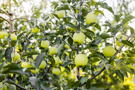 青苹果的分支图片