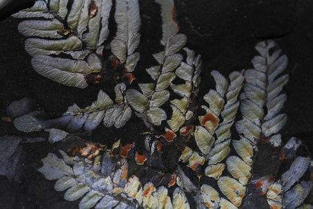 蕨类植物化石图片
