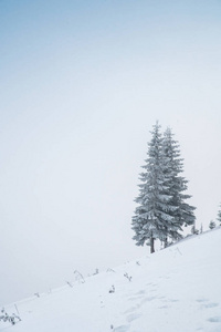冬季自然针叶树，圣诞背景。高质量照片
