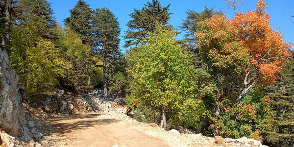 美丽的 天空 自然 风景 小山 秋天 颜色 森林 落下 树叶