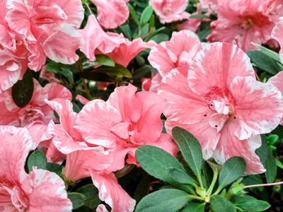 杜鹃花在春天盛开。背景上满是花朵的日本粉红杜鹃花。