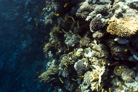 埃及海水中美丽的珊瑚礁，埃及的水下摄影