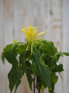 紫茎泽兰是一种外来的室内植物 黄色 类似圆锥花序 过冬 赏心悦目 照片 正版商用图片27td03 摄图新视界