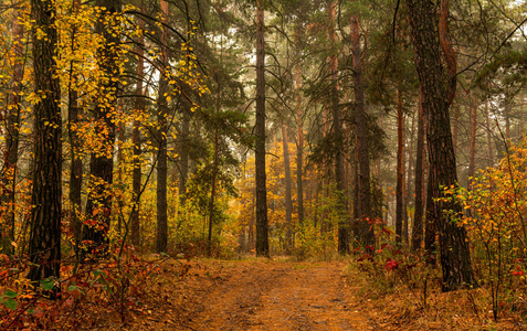 国家 植物 自然 植物区系 公园 薄雾 森林 朦胧 秋天