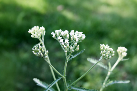 植物区系 花瓣 特写镜头 植物学 自然 开花 春天 花的