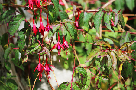 浪漫的 季节 花瓣 品红 植物学 花的 自然 美女 成长