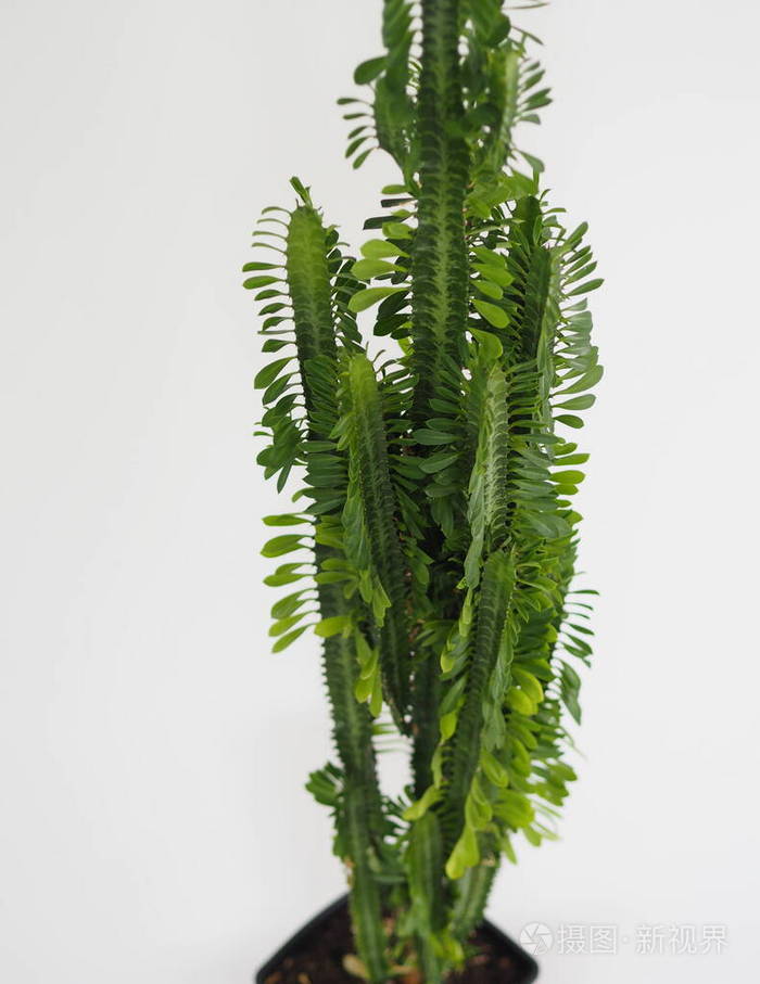 俗称大戟三角刺利与弊仙人掌喷雾剂热带花它在家里生长