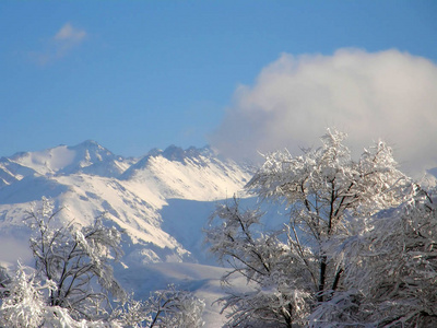 冬天 旅行 美丽的 季节 自然 阿尔卑斯山 森林 分支 公园