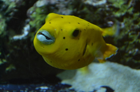 水族馆 摄影 液体 生活 自然 盐水 动物 海的 珊瑚 野生动物