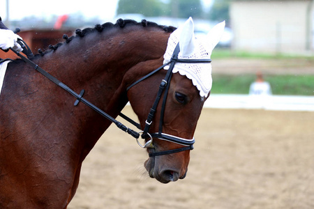  Head shot closeup of a dressage horse during ourdoor competitio