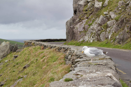 海岸 自然 野生动物 开车 小山 旅游业 半岛 阴天 海鸥