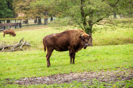 欧洲野牛的风景，拉丁美洲野牛