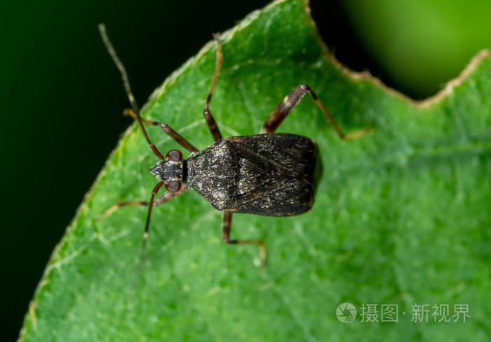 绿叶盾虫宏观照片