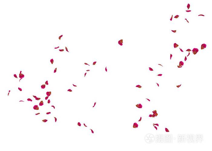 玫瑰的花瓣在空中飞舞