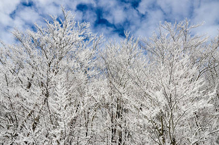 天空 美丽的 森林 颜色 风景 运动 寒冷的 滑雪 太阳